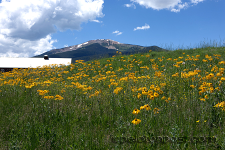 Wildflowers in Crested Butte