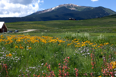 Crested Butte wildflowers