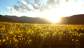 Crested Butte flowers